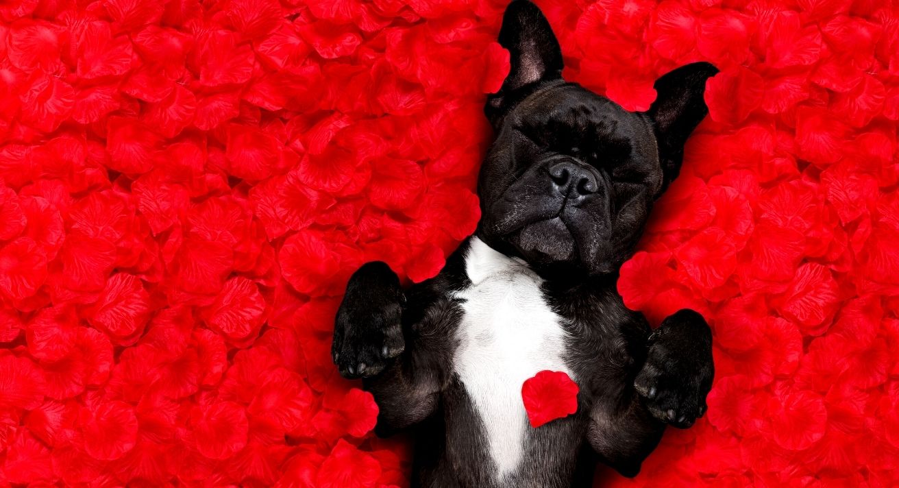 Valentine’s Day Gift Ideas for our Four-Legged Friends