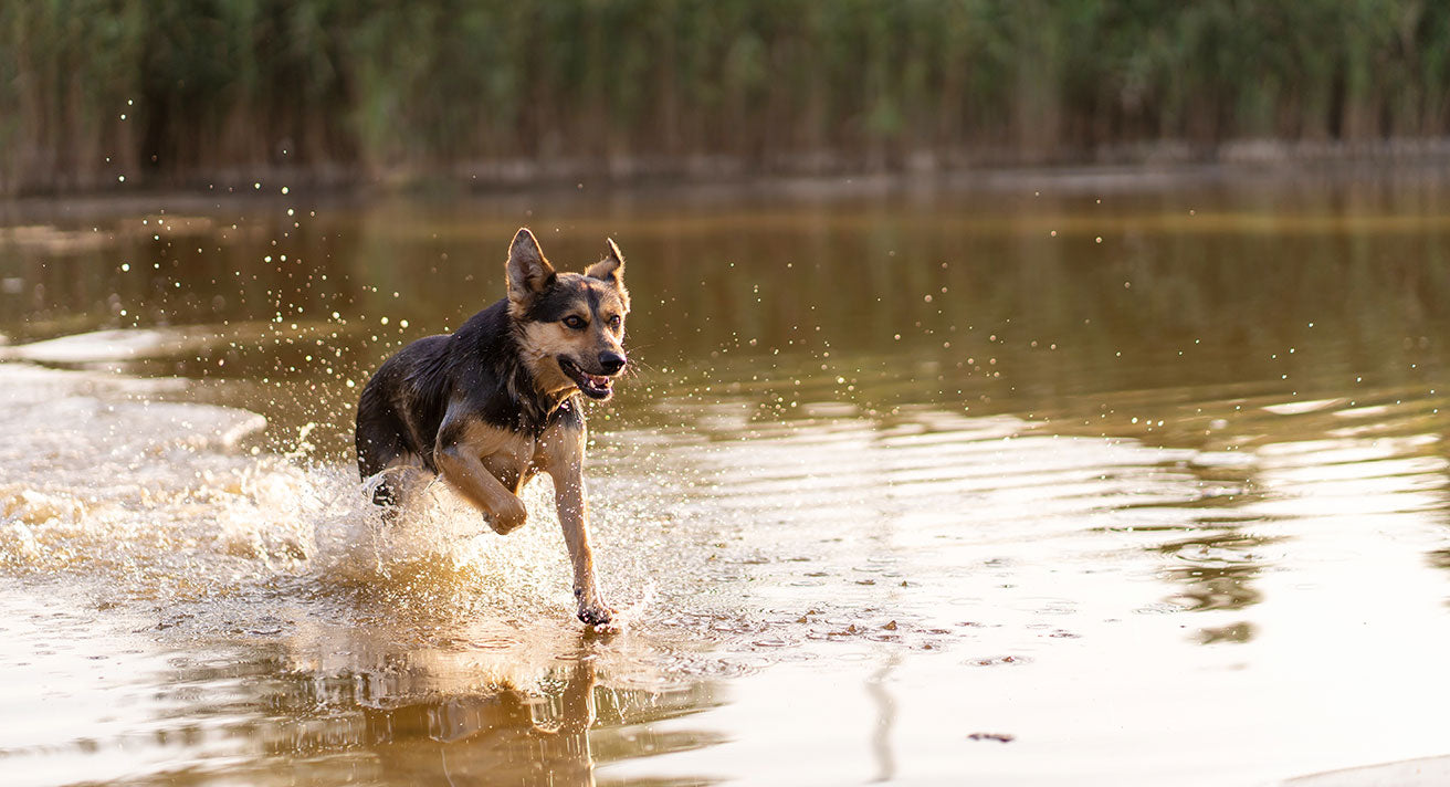 Water Safety for Dogs