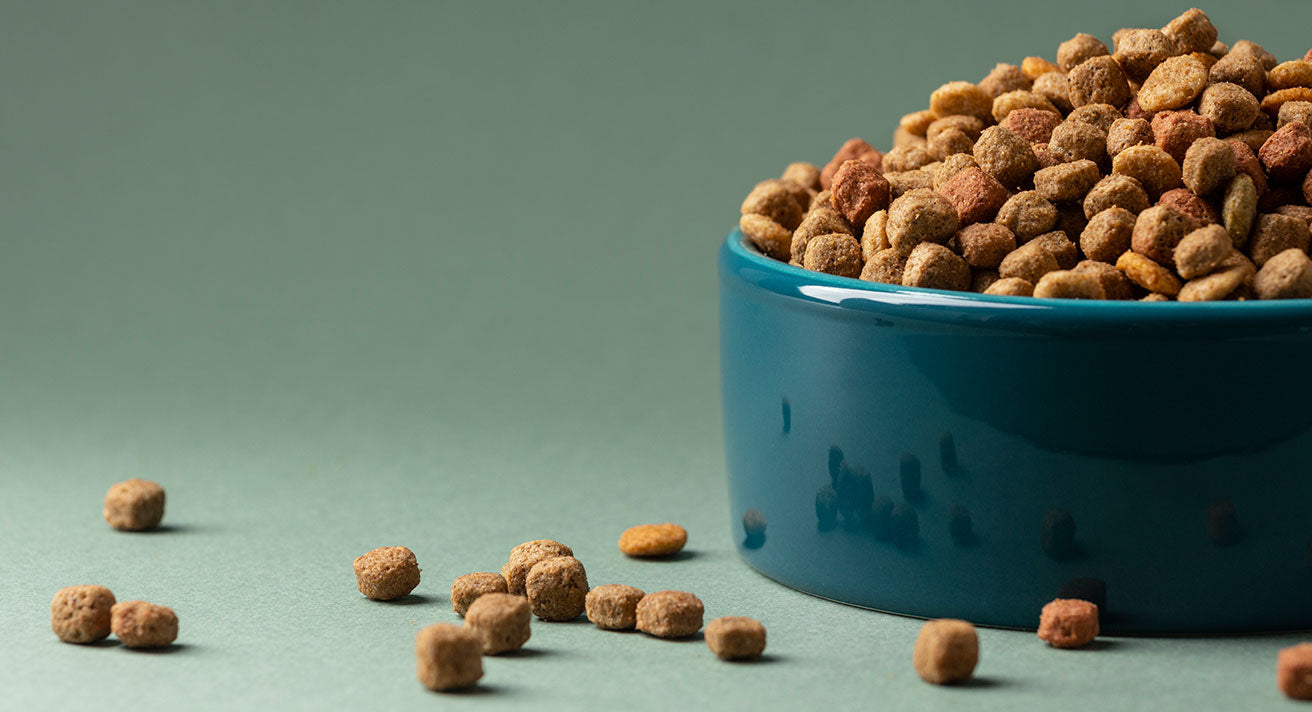 What Dog Food Ingredients Should I Avoid?