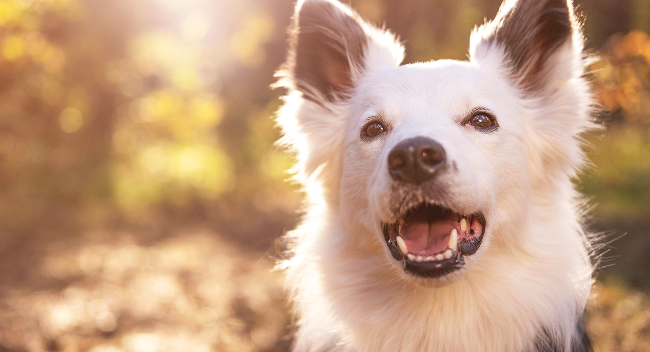 Why caring for your pet’s teeth now futureproofs their health!