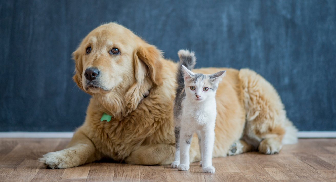 Image of dog and cat 