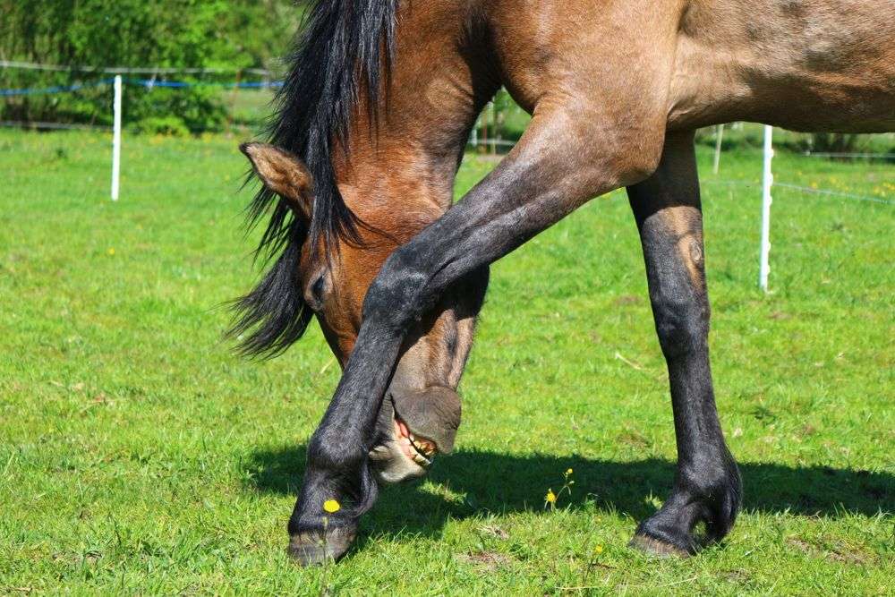 Tips for keeping horse flies at bay this summer
