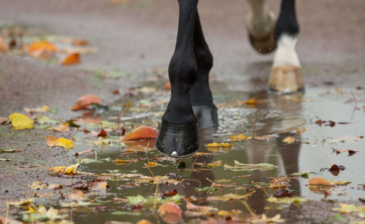 Nutrition for Horse Hoof Health