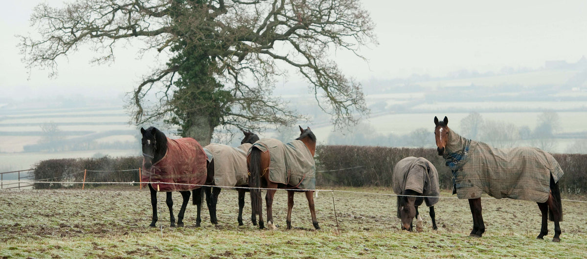 Dull Coat? Bring Back Your Horse’s Shine
