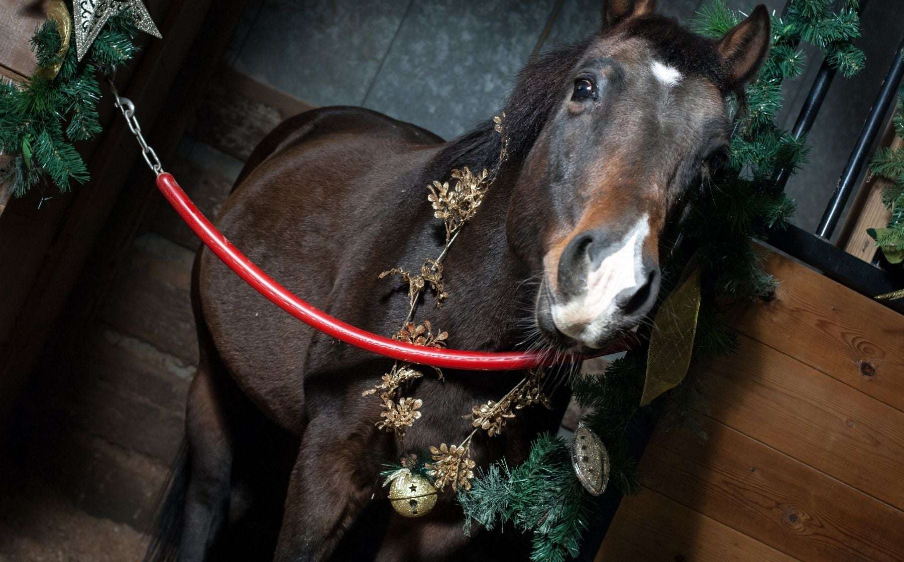 Christmas Gifts for Your Horse