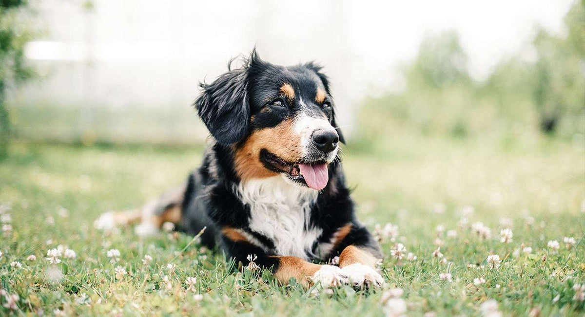12 Signs Your Dog Is Healthy