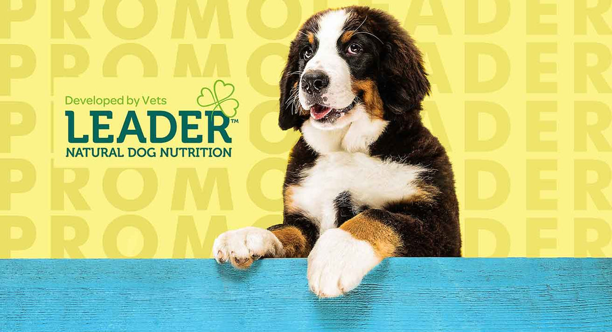 Save on Leader This August!