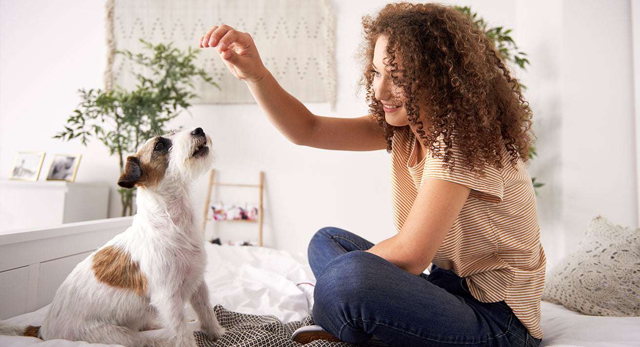 When to House Train Your Puppy