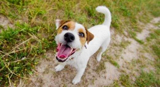 Why Does My Dog Bark?