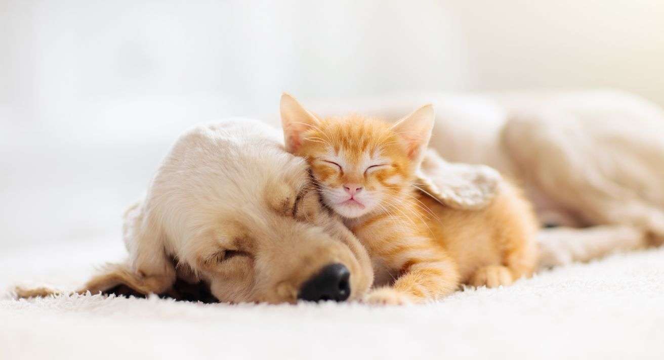 Dogs and Cats: Friends or Foes?