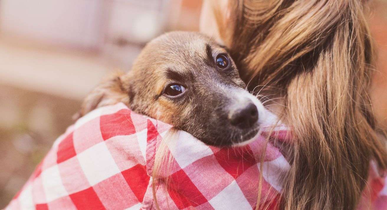 Should I Foster a Dog?