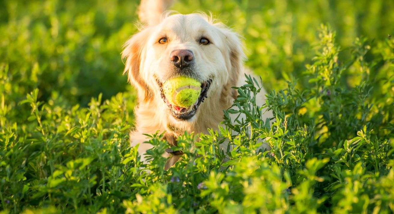 Benefits of Playing Fetch with Your Dog