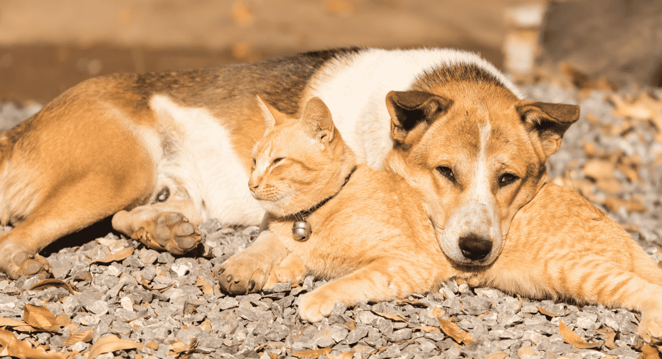 Keeping Cats and Dogs Hydrated