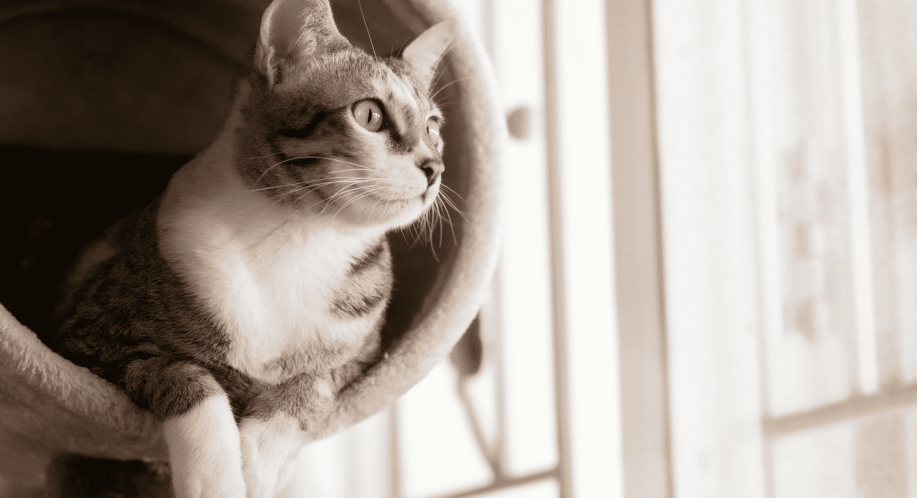 Keeping Your Cat Active Indoors