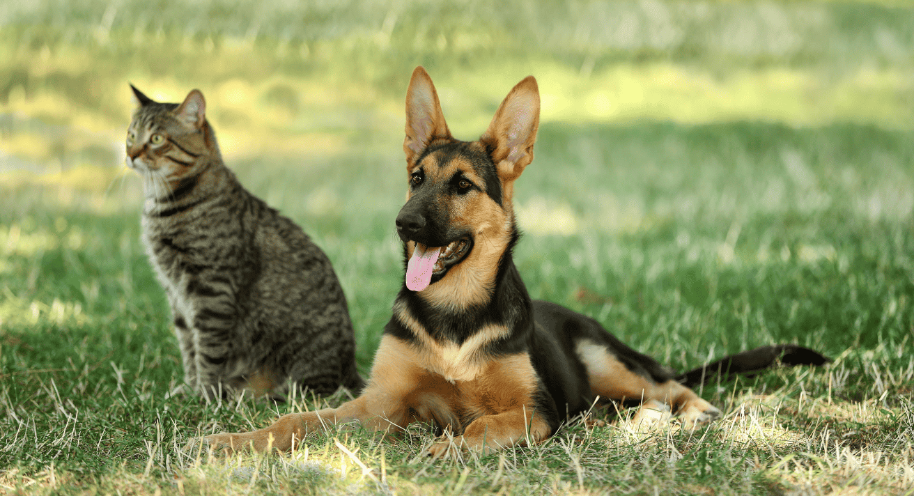 Protect Your Dogs and Cats from Ticks