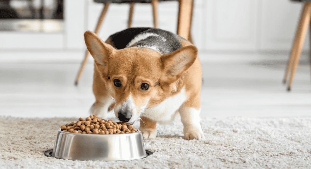 How to Feed a Dog with a Sensitive Stomach: Expert Tips and Solutions