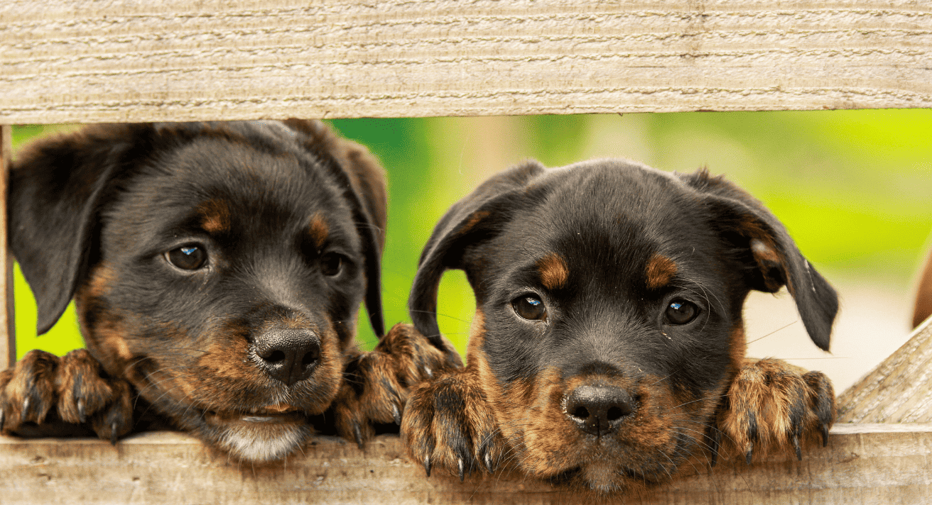 Transitioning from Puppy to Working Dog: How to Adjust Their Diet