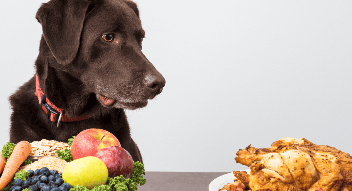 Superfoods for Pets: Top Ingredients to Boost Your Dog’s Diet