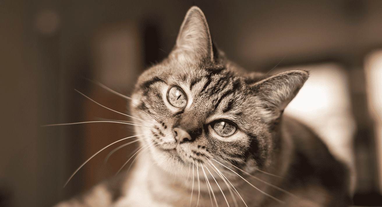 Understanding Your Cat's Body Language: What They’re Really Telling You