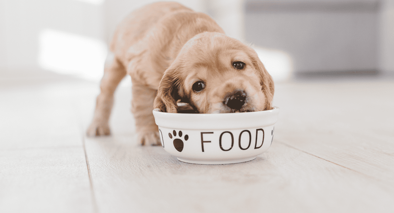 How to Choose the Right Pet Food for Allergies and Sensitivities