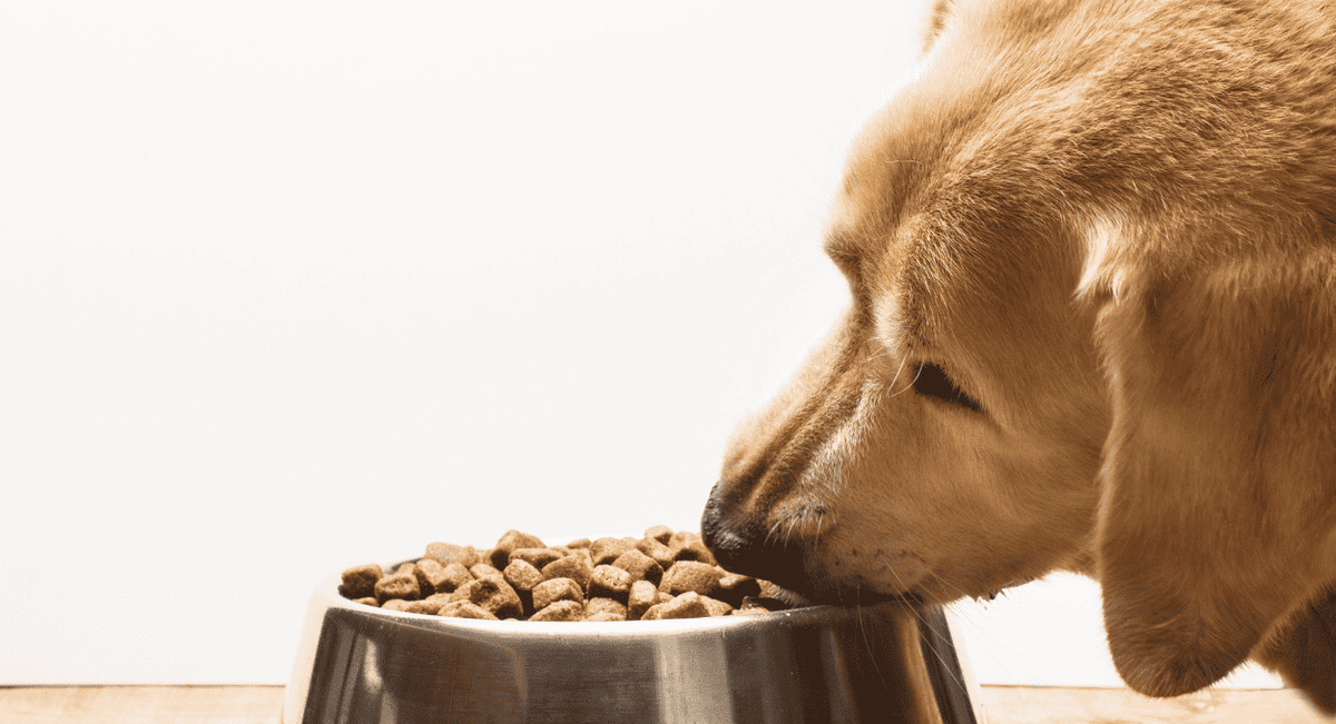 Best Food for Senior Dogs: What Your Aging Dog Really Needs to Stay Healthy