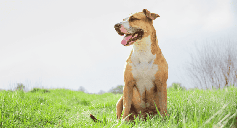 Nutrition for Active Pets: Fuel Your Dog’s High-Energy Lifestyle