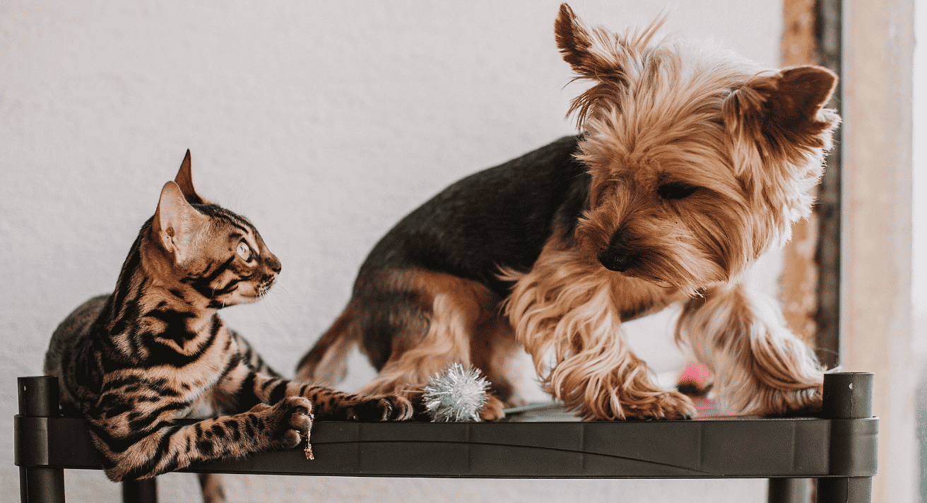 Preparing Your Pet’s Joints for Winter: Nutrition Tips for Dogs & Cats