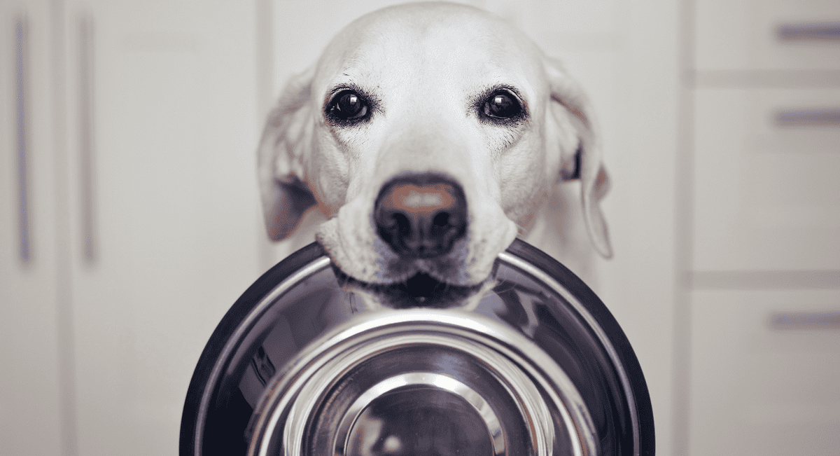 Cold Weather Cravings: Understanding Why Pets Eat More in Winter
