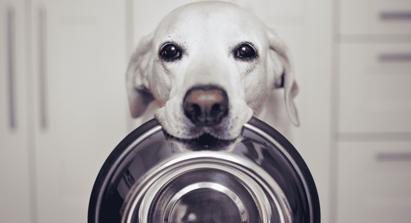 Cold Weather Cravings: Understanding Why Pets Eat More in Winter