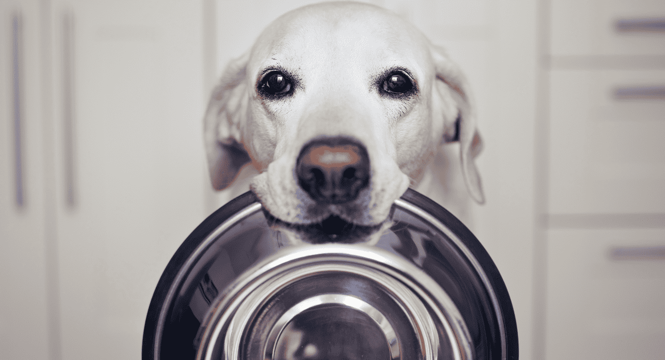 Cold Weather Cravings: Understanding Why Pets Eat More in Winter