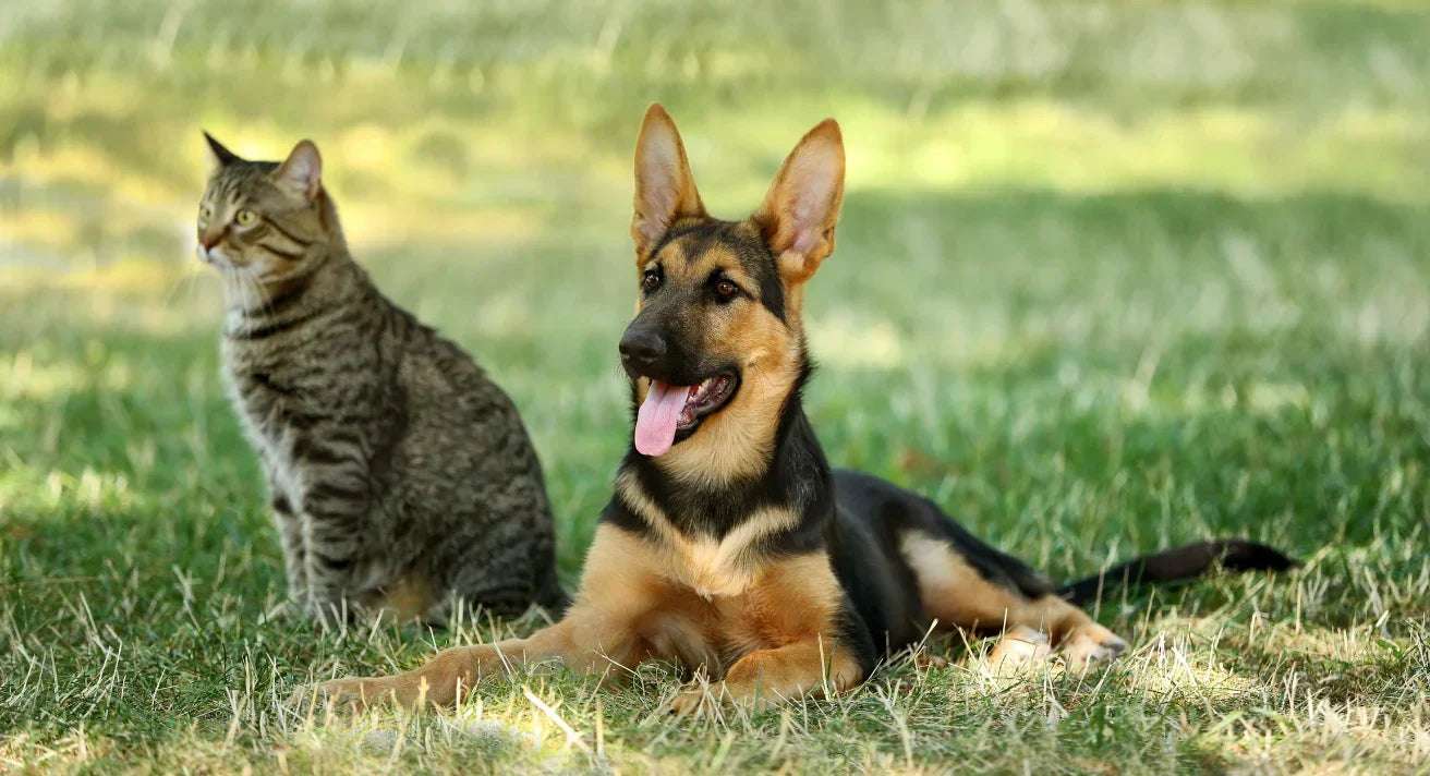 Protect Your Dogs and Cats from Ticks
