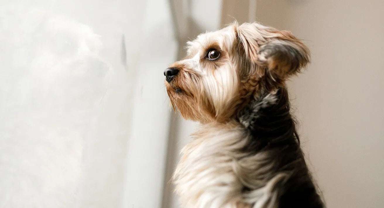 Dog Separation Anxiety: Effective Training Techniques & Nutrition Tips to Calm Your Pet