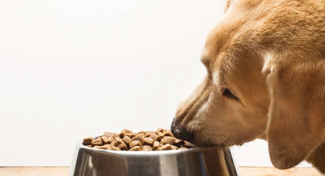 Best Food for Senior Dogs: What Your Aging Dog Really Needs to Stay Healthy