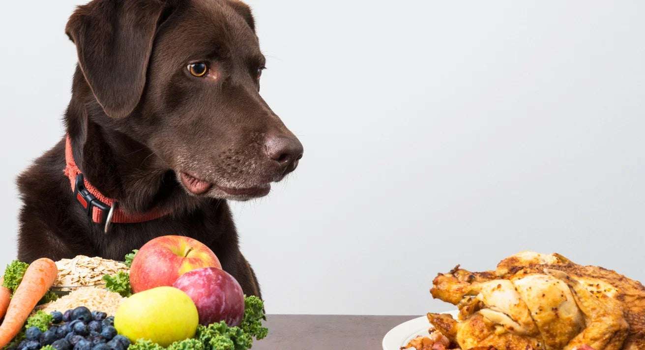 Superfoods for Pets: Top Ingredients to Boost Your Dog’s Diet