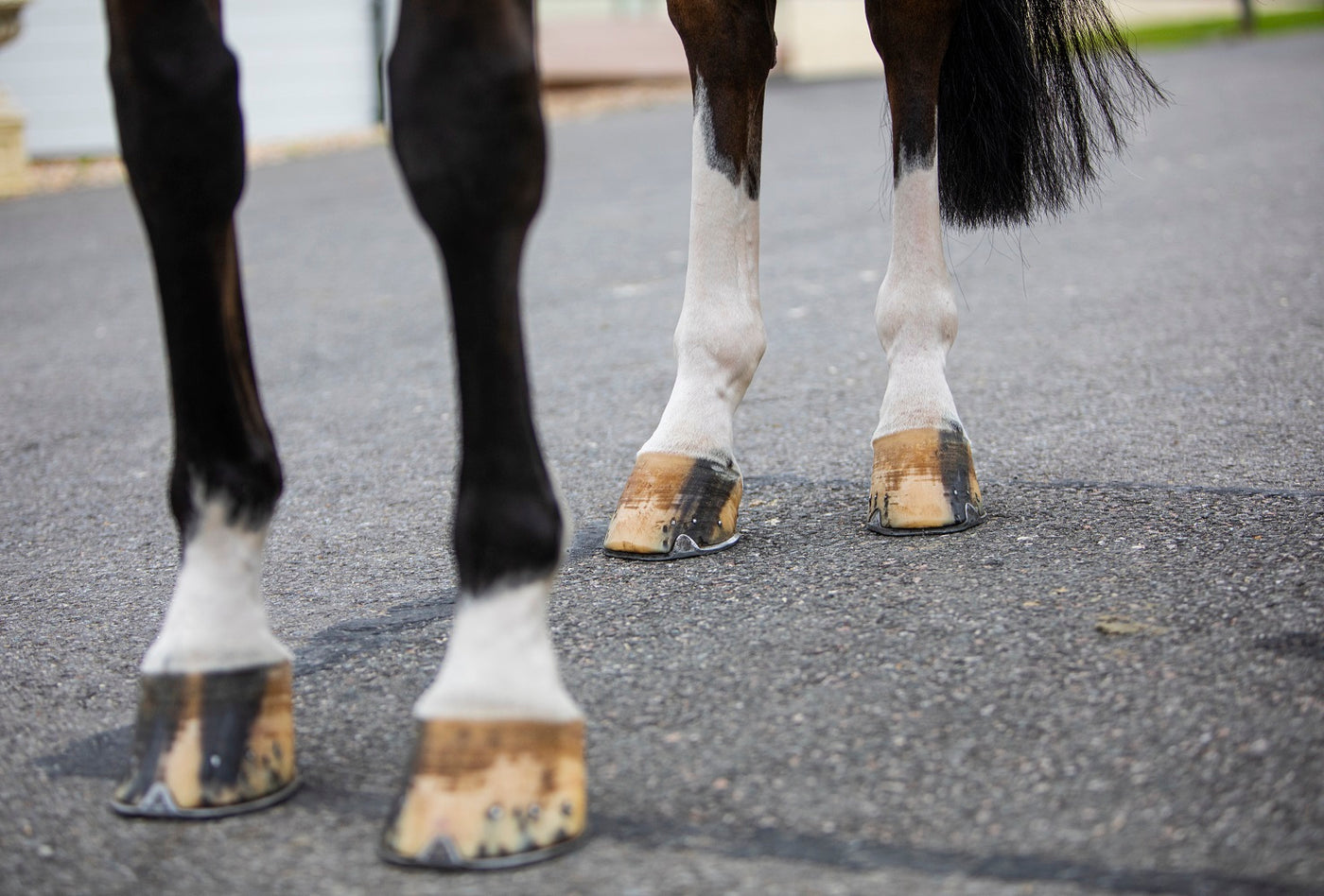 Hoof Health – Feeding for Horse Hoof care and Hygiene