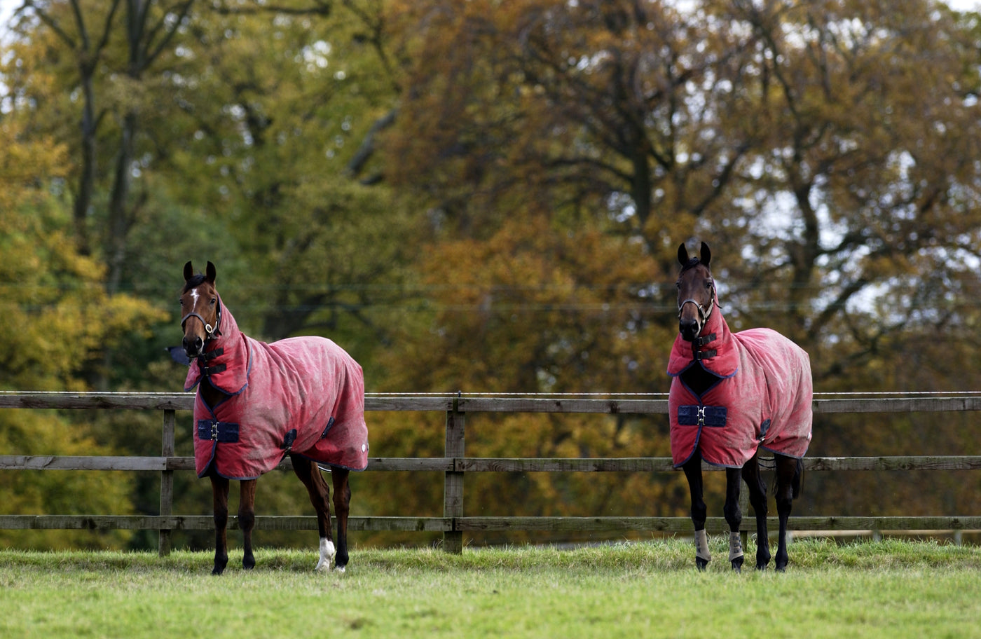 Get Winter Ready - Top Tips on How to Care for Your Horse This Winter