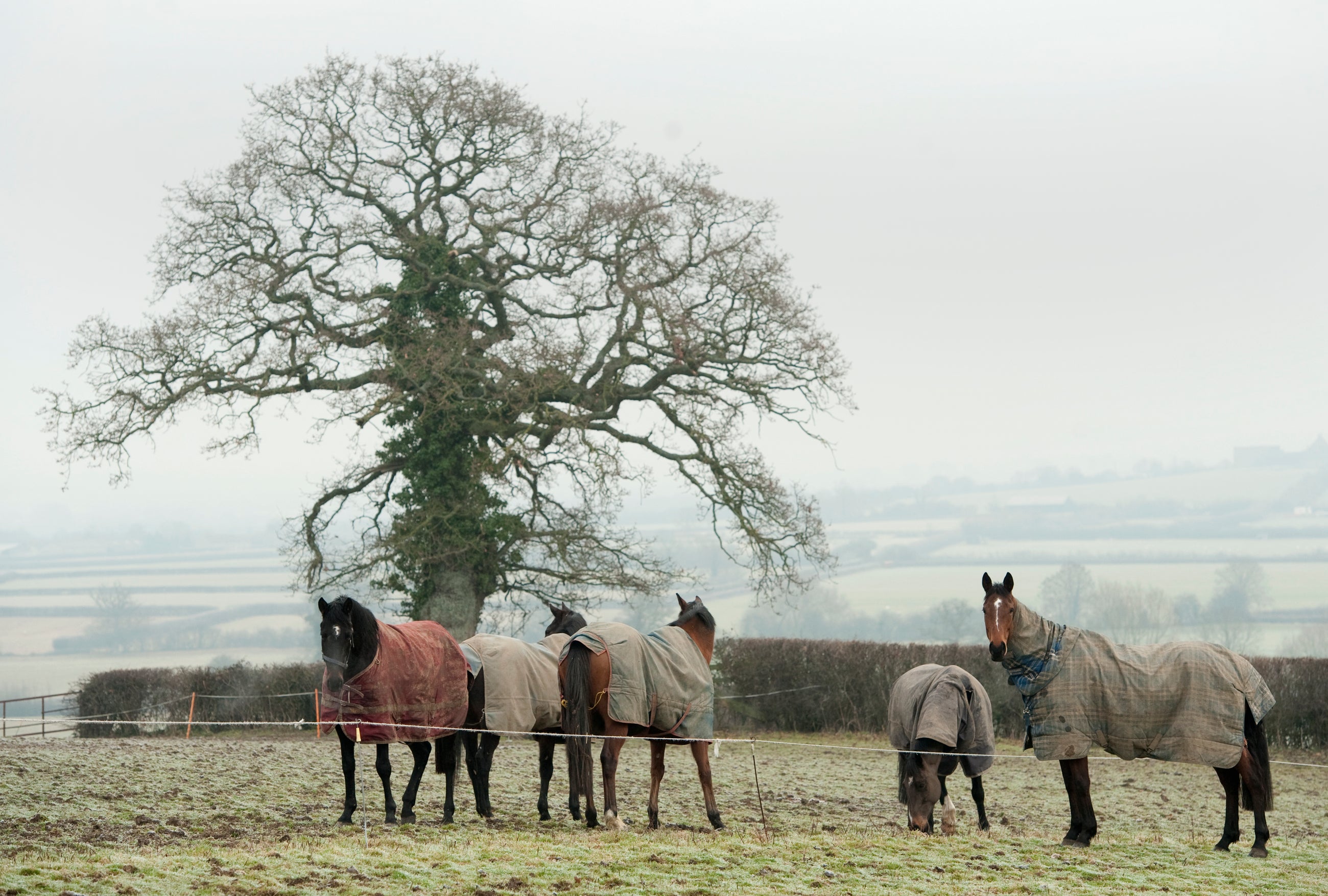 Looking Good in Winter - Winter Horse Care Essentials