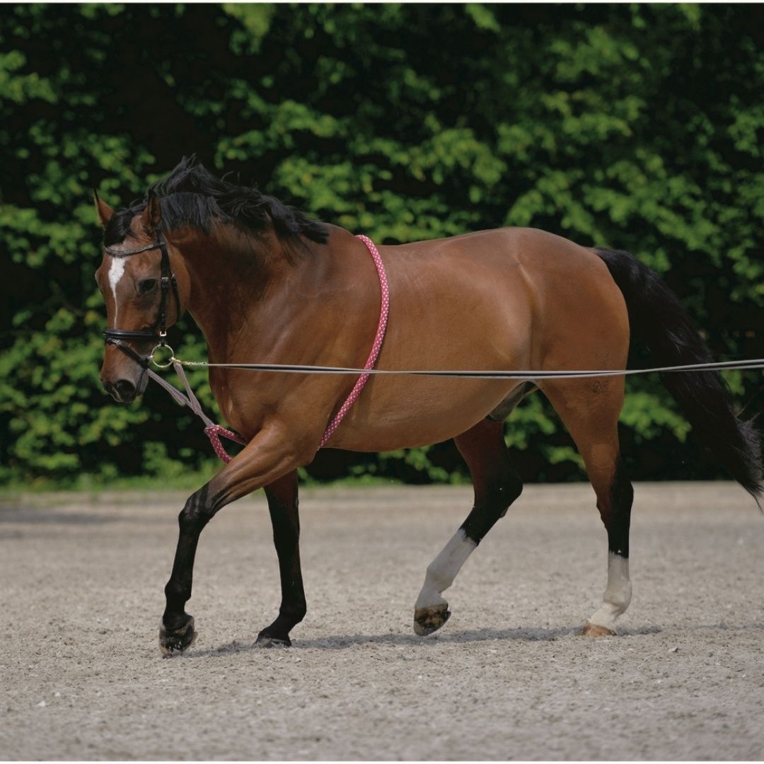 Waldhausen Lunging System