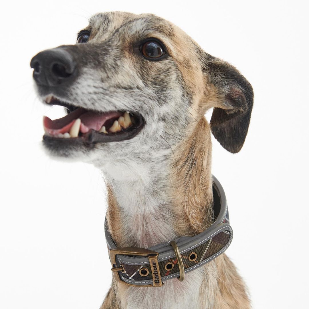 Barbour Comfort Lurcher Dog Collar in Classic Tartan