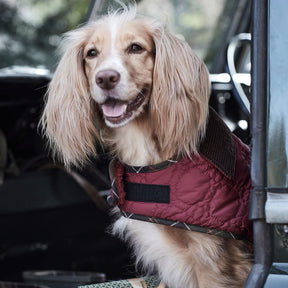 Barbour Dog Bone Quilted Dog Coat in Cranberry