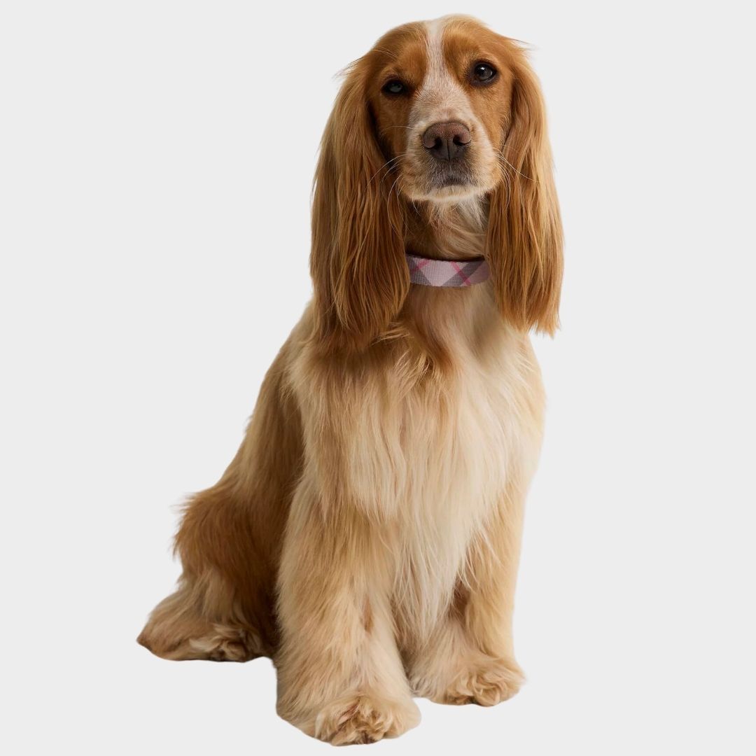 Barbour Printed Dog Collar in Pink Tartan