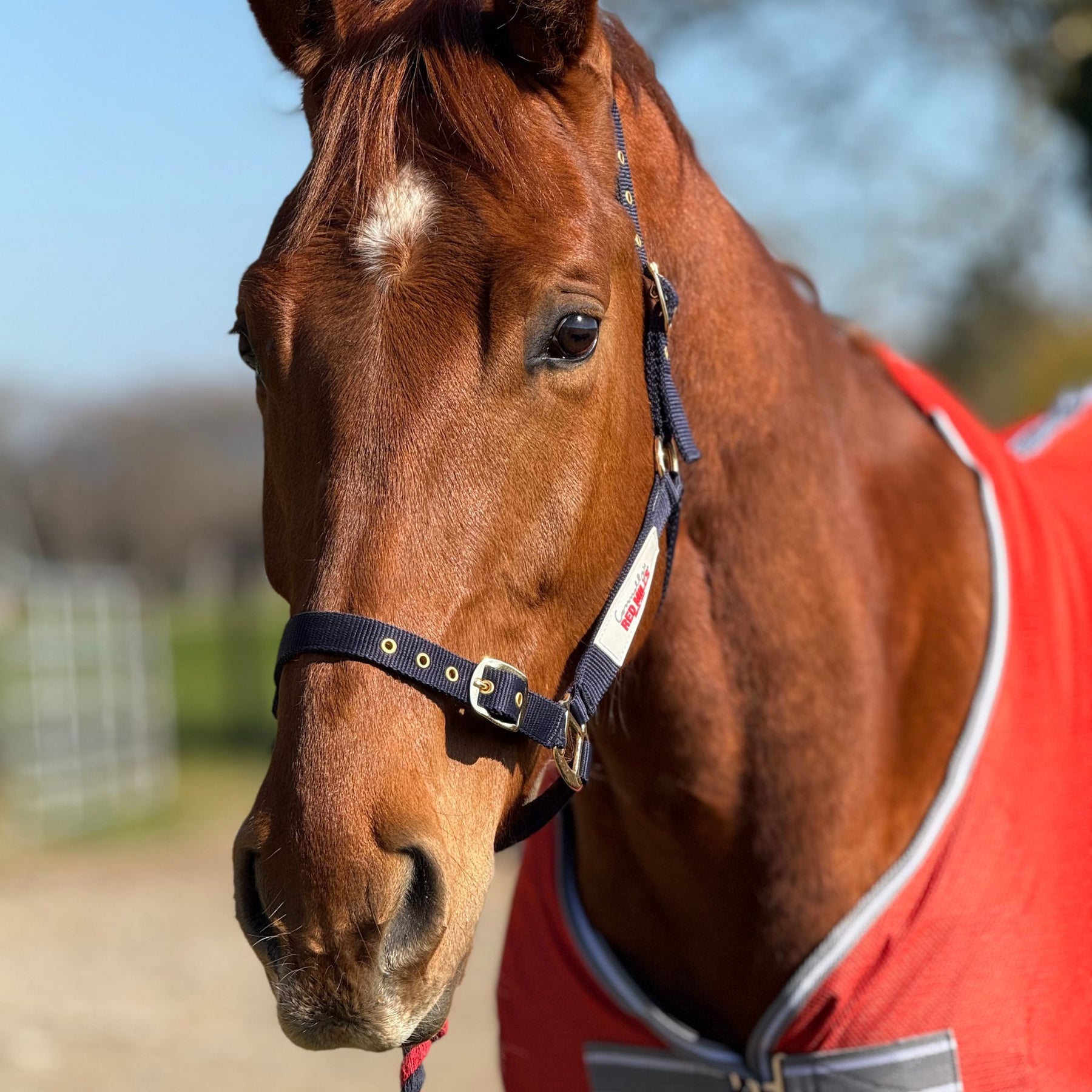 Red Mills Horse Headcollar in Navy