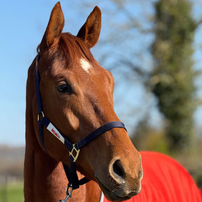 Red Mills Horse Headcollar in Navy