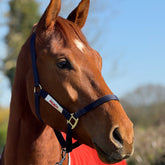Red Mills Horse Headcollar in Navy