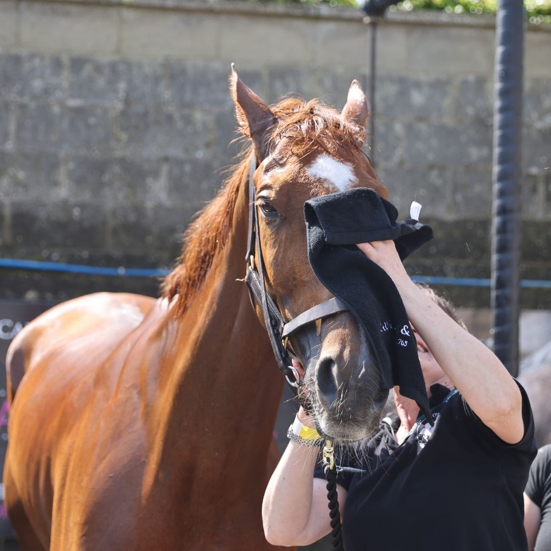 Carr & Day & Martin Horse Grooming Towel