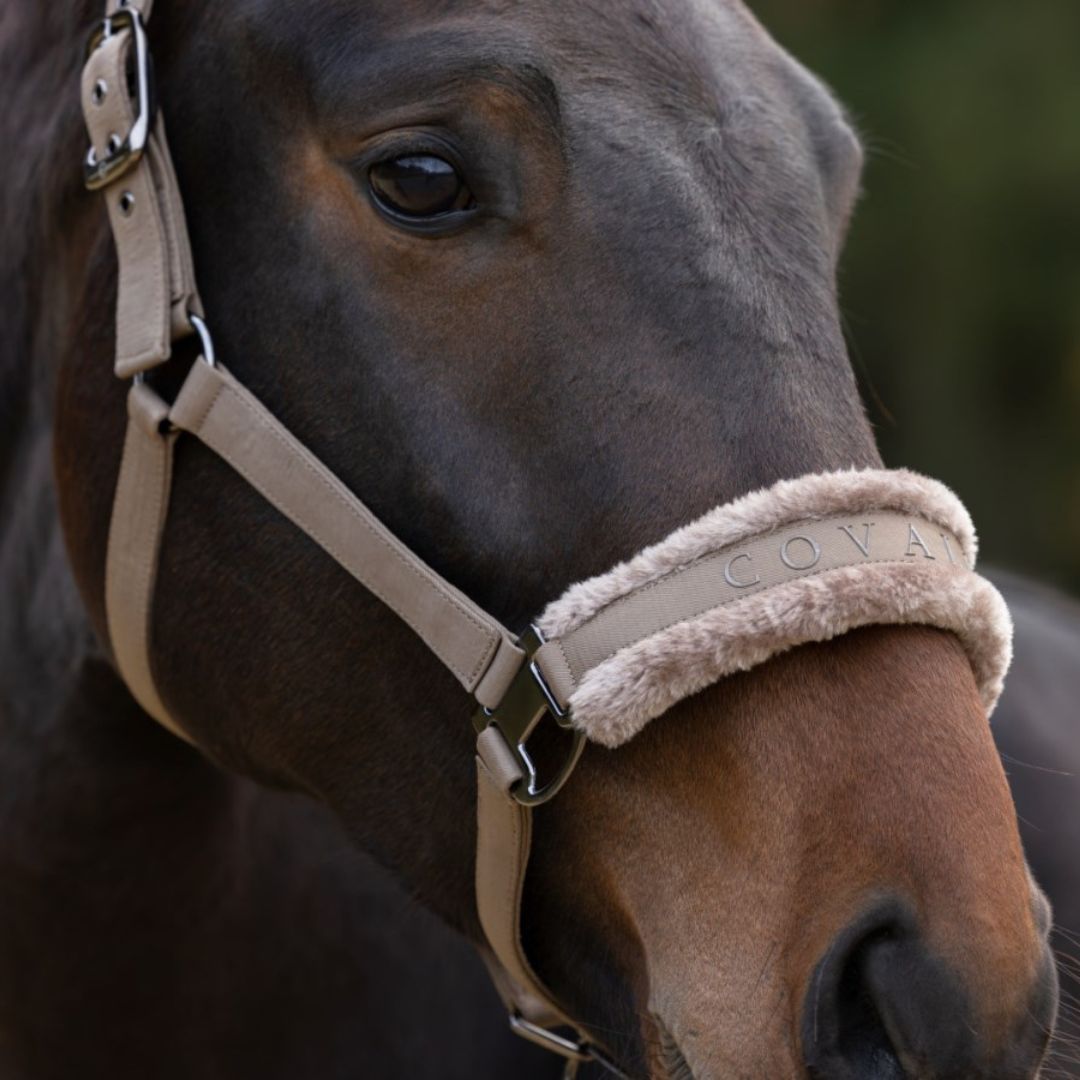 Covalliero Horse Halter in Taupe