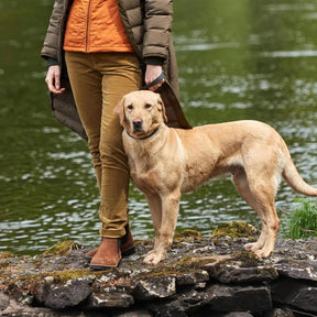 Dubarry Women's Honeysuckle Jeans in Harvest Gold