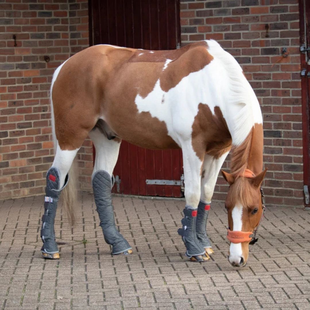 Equilibrium Hind & Hock Magnetic Chaps