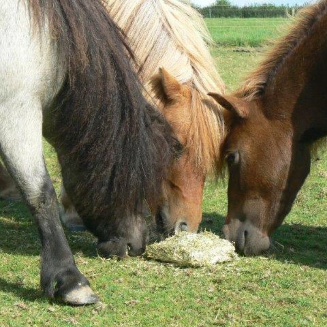 Equilibrium Vitamunch Heavenly Hedgerow Fibre Block 1kg