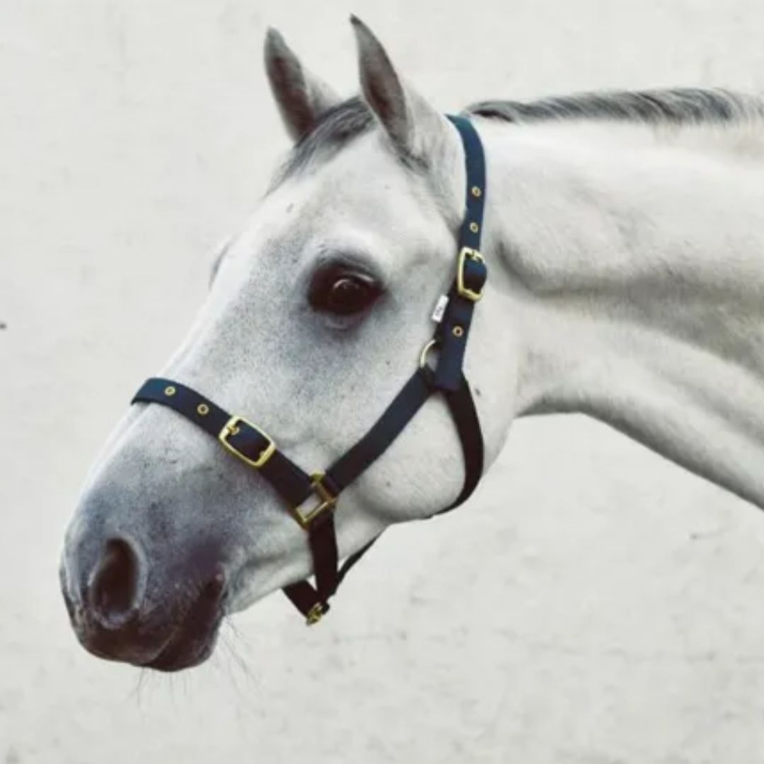Equisential Economy Headcollar Foal